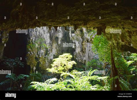 plant and tree growth underground in cave Stock Photo - Alamy