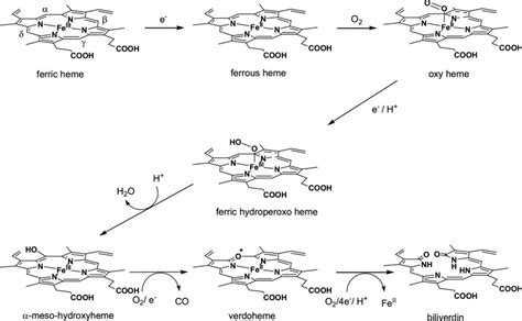 Schematics of heme oxygenase catalytic intermediates. | Download Scientific Diagram