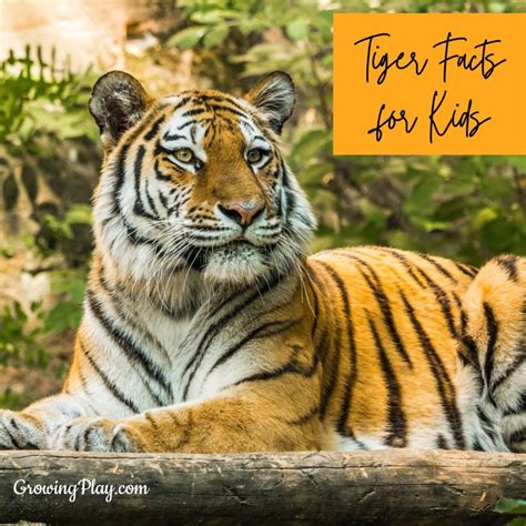 Tiger-Facts-for-Kids - Growing Play