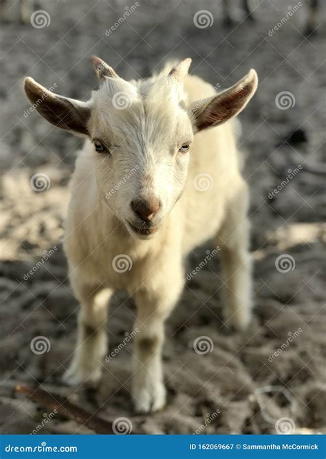 Baby goat stock image. Image of baby, goat, white, animal - 162069667