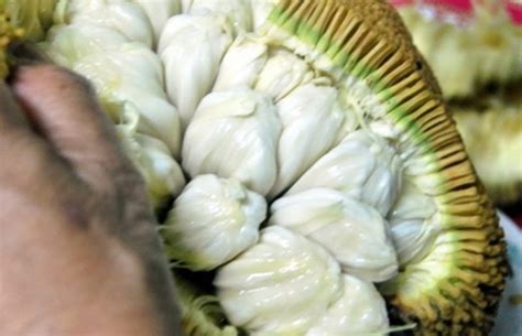 Marang Season | ALL TAUSUG