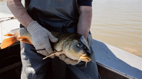 Spring rains to encourage carp breeding | The Weekly Times