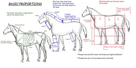 Horse Tutorial:Proportions by vixentheangryfox.deviantart.com