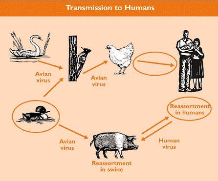 How is Avian Flu Transmitted to Humans? | The Librarian's Brain