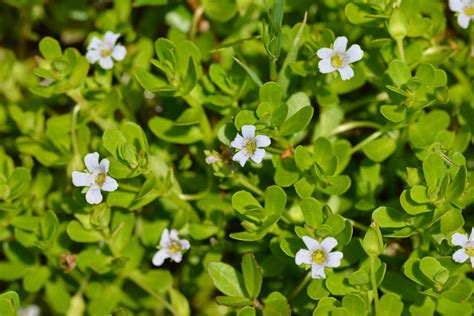 Bacopa monnieri (Herb-of-Grace or Monnier's Water Hyssop) | Naturescapes of Beaufort, SC