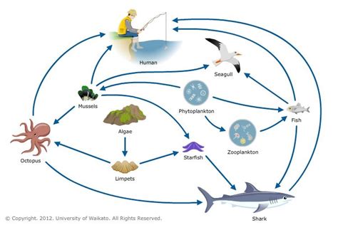 Marine food web | Food web, Learning science, Animal study