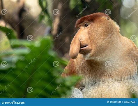 Portrait of a Male Proboscis Monkey with Big Nose Stock Photo - Image ...