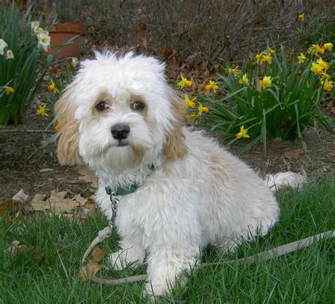 Cockapoo Puppy Pictures | Puppy Pictures and Information