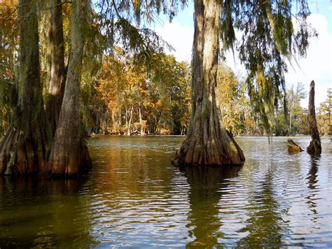 Swamp - Cypress Trees Photograph by Beth Vincent