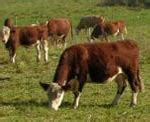 "Magnetic" Cows Sense Earth's Magnetic Lines - Neatorama