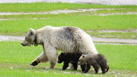 Rare white grizzly bear and cubs die in separate crashes in B.C. park | CTV News