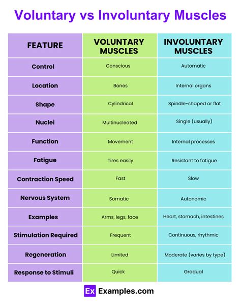 Learn the Differences Between Voluntary and Involuntary Muscles