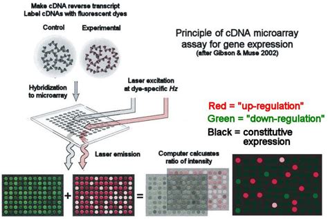 cDNA microarray Assay of Gene Expression