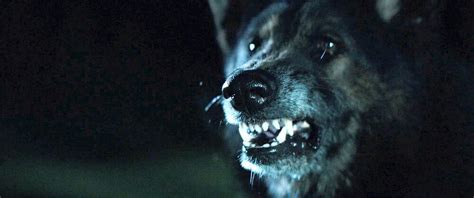 The Pack (2015) Movie Review | Horror Amino