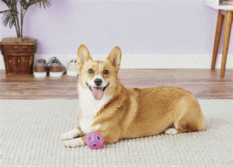 20 Interactive Dog Toys to Keep Your Pup Busy and Engaged - PureWow