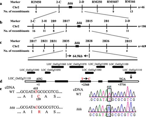 Gene mapping and sequence analysis of bbh. a The primary mapping of bbh... | Download Scientific ...