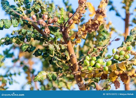 Detail of Frankincense Tree (Boswellia Sacra) Near Salalah, Om Stock Photo - Image of travel ...