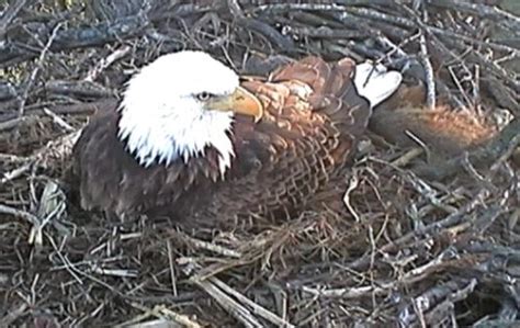 Live Web Cam In Eagle’s Nest