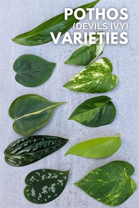 Different Types Of Pothos Planter Des Fleurs, Deco Plantes, 52% OFF