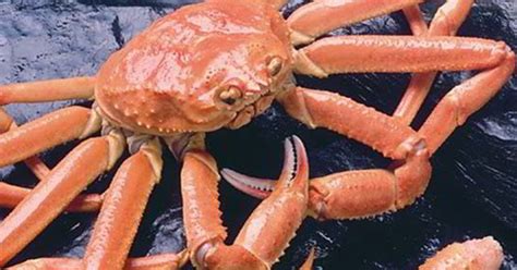 Alaska Fishing Industry Faces Financial Peril As Snow Crab Season ...