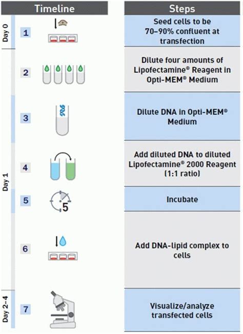 Lipofectamine™ 2000 Transfection Reagent