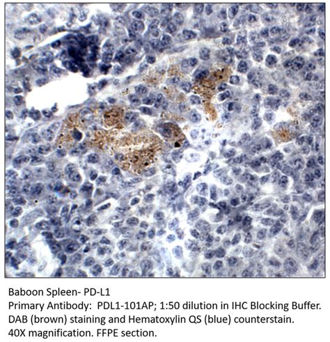 PD-L1 Antibody | FabGennix