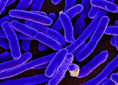 Turning Genes “On and Off:” Polycistronic Operons in Bacteria | by JiaJia Fu | Helyx | Medium