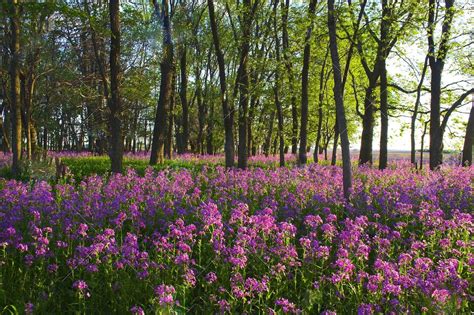 Pin by T on Nature | Pink spring, Images of summer, Woodland garden