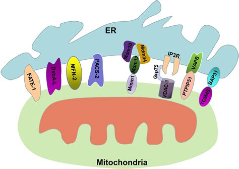 Frontiers | Mitochondria-Associated ER Membranes – The Origin Site of Autophagy