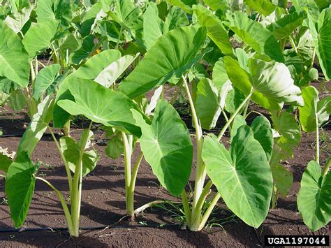 coco yam, wild taro (Colocasia esculenta (L.) Schott)