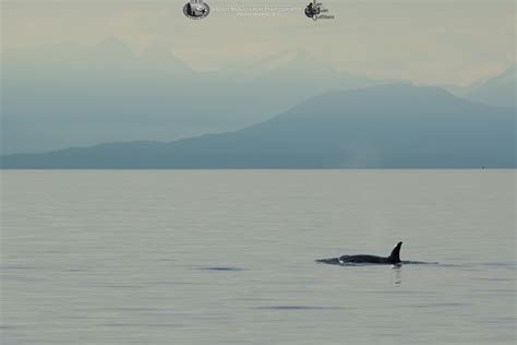 Transient Killer Whales on the Strait of Georgia | Seattle Orca Whale ...