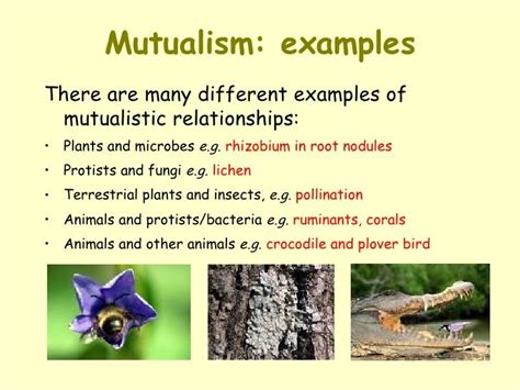 Mutualism | Definition, Types & Examples