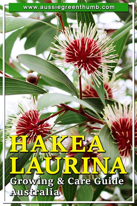 Hakea laurina | Growing + Care Guide Australia - AGT