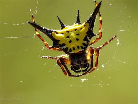 Project Noah | Networked Organisms And Habitats | Weird animals, Spider, Bug exterminator