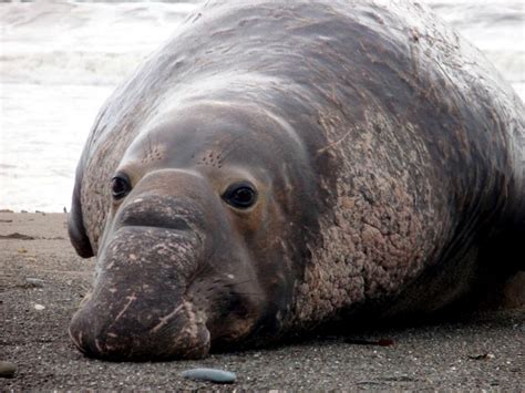 Southern Elephant Seal – "OCEAN TREASURES" Memorial Library