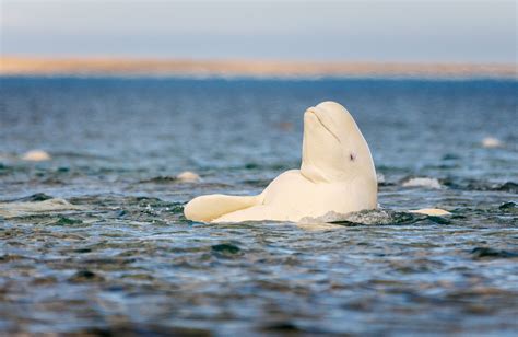 Beluga whale, Somerset Island, Canadian High Arctic. via @AOL_Lifestyle | Beluga whale, Beluga ...