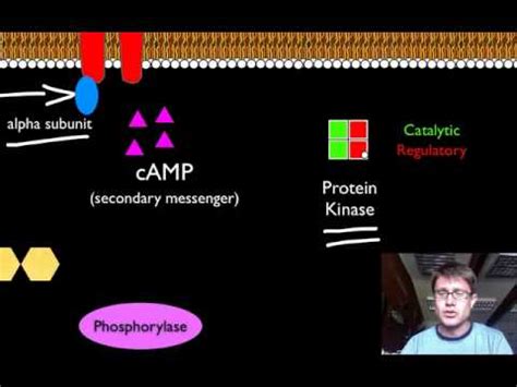 Signal Transduction Pathways - YouTube