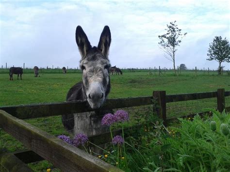 Donkey Sanctuary Leeds | Donkeys | Pinterest