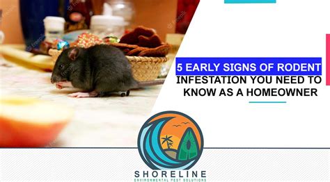 5 Early Signs of a Rodent Infestation You Need to Know as a Homeowner - Shoreline Environmental ...