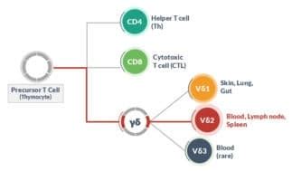 ImmunoTox: Gamma Delta T Cell Therapy for Cancer - American Gene ...