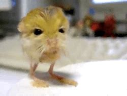 animals pygmy jerboa | Animals beautiful, Cute animals, Baby animals