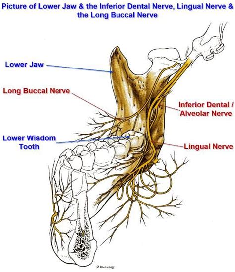 Pin on dental