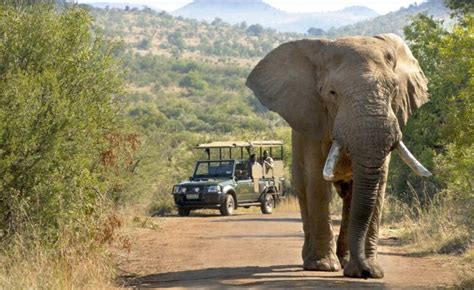 Experience South Africa With A Bucket List Safari And A Blue Train ...