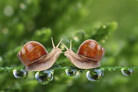 Why Snails Come Out of Their Shells | Animals - mom.me