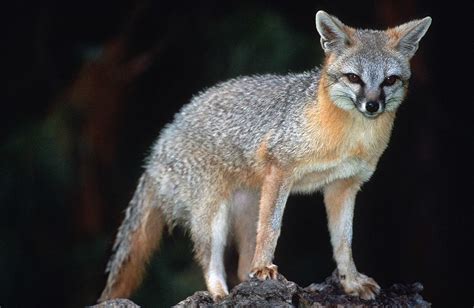 Gray Fox (Urocyon cinereoargenteus) | Minnesota Mammals | UMN Duluth