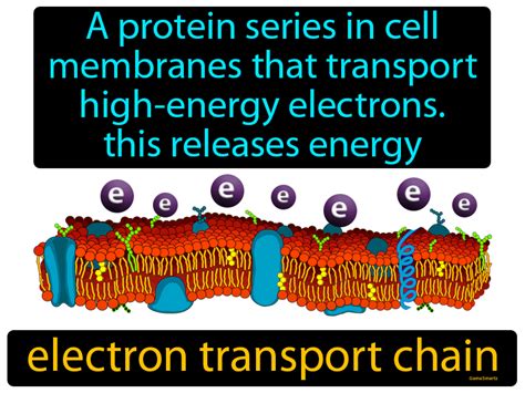 Electron Transport Chain Definition & Image | GameSmartz