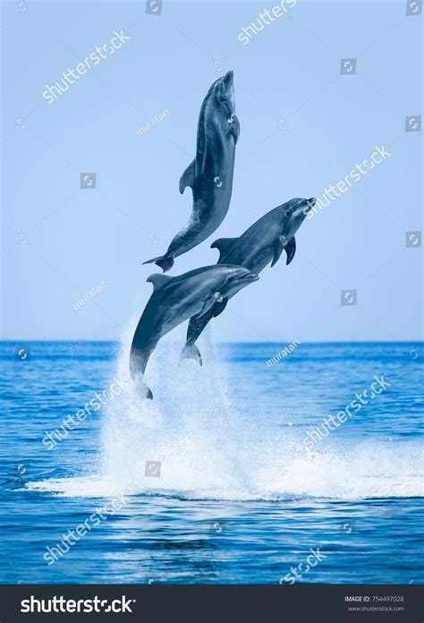 Playful Dolphins Leaping in the Ocean