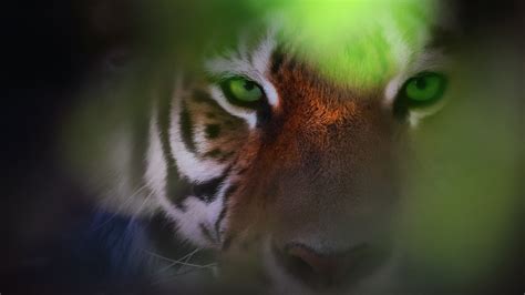 Tiger Eyes Wallpapers | HD Wallpapers | ID #28866