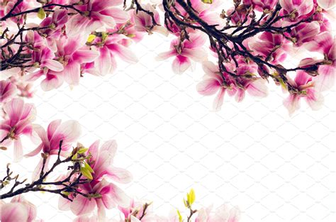 Pink Magnolia Tree with Blooming | Nature Stock Photos ~ Creative Market