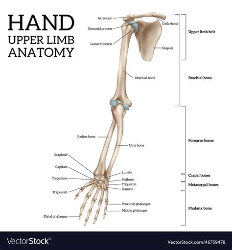 Upper limb anatomy Royalty Free Vector Image - VectorStock